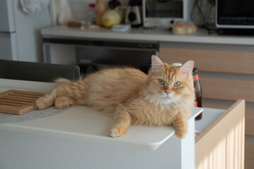 キッチンカウンターでくつろぐ猫（マンチカン）