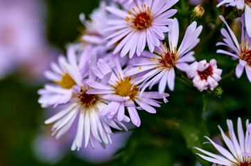 Obraz premium purple flowers