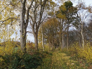 Fototapeta premium autumn in the park