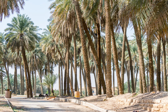 Forest of palm trees in the old Dariyah, Riyadh, the kingdom of Saudi Arabia