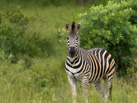 Steppenzebra in der afrikanischen Savanne 