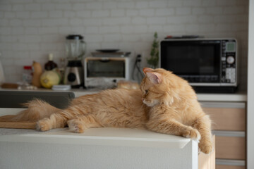 キッチンカウンターでくつろぐ猫（マンチカン）
