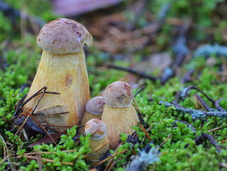 Golden boletus grows in moss.