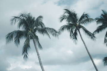 Obraz premium Tropical palm tree.