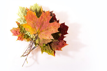A stack of autumn maple leaves. White background