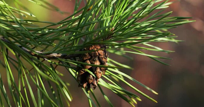 Ripe pine cones on tree branch forest sunlight. Sunlight pierces through the needles of pine conifers. Cone oil