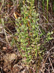 Mustard Family (Alyssum granatense)