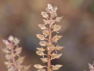 Mustard Family (Alyssum granatense)