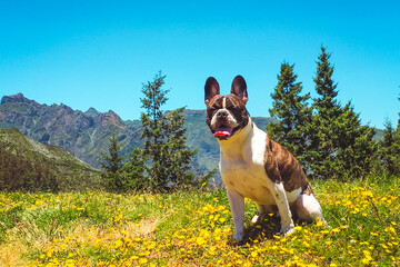 French Bulldog sitting outdoor