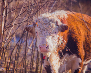 Bull in nature close-up, bull's nose