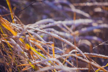 Winter grass under the snow