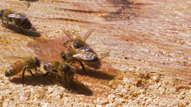 Honey bees collection sugar spilled on wood with sound