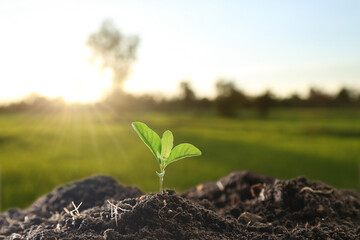 Farmer's hand watering a young plant on green bokeh nature