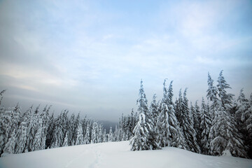 Moody winter landscape of spruce forest cowered with deep white snow in cold frozen mountains.
