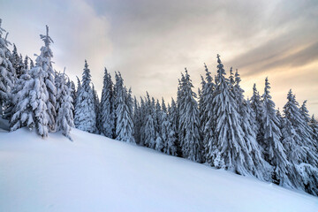 Beautiful winter mountain landscape. Tall dark green spruce trees covered with snow on mountain peaks and cloudy sky background.