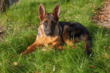 german shepherd puppy dog