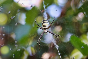 Wasp spider on the web waiting for the prey