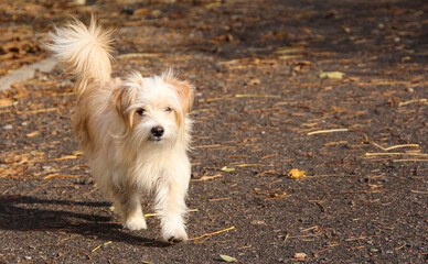 Beautiful little fluffy dog. Dog on the street in autumn.