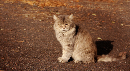 Wild dirty cat. Grey stray cat. Protection of animals
