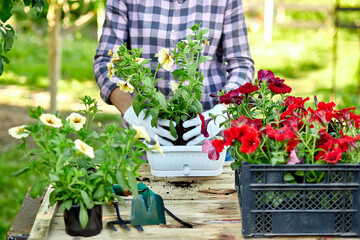 Woman hand planting flowers petunia, Gardener with flower pots tools.
