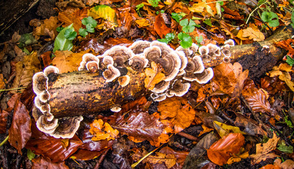  Ein Herbsttag im Wald.
