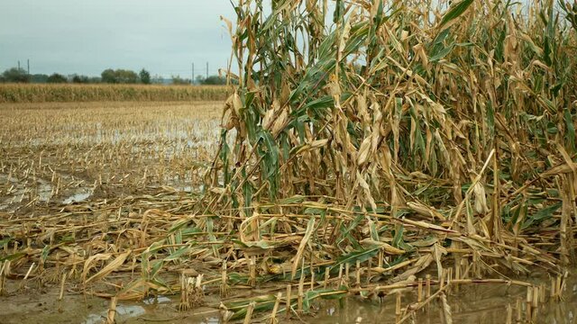 Flood corn mold blight maize yellow ears plants field damaged flooded water mud plantation damage catastrophe crops harvest mildew ear Zea mays green disaster calamity losses fall autumn, spill river