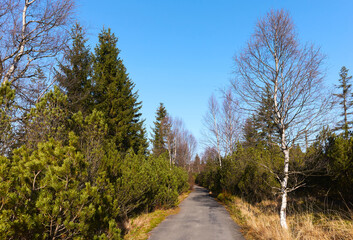 Fototapeta na wymiar Narrow asphalt road through mountain forest, Jizera River Valley, Poland