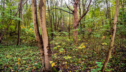  Ein Herbsttag im Wald.