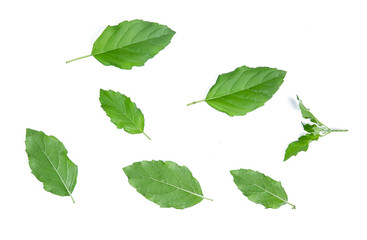 holy basil leaf isolated on white background