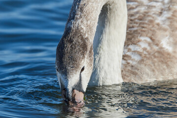 Naklejka premium Portrait of a young swan