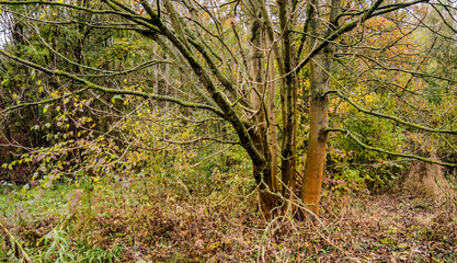  Ein Herbsttag im Wald.