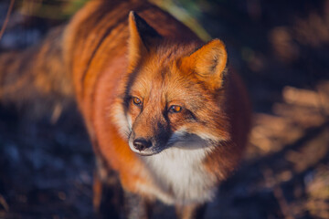 Beautiful red fox in November close-up in nature