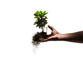 Fototapeta na wymiar Male hand holding a green plant with soil and roots. Shot on a white background 
