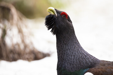 Western capercaillie, tetrao urogallus, showing on snow in winter from detail. Territorial wild bird strutting on meadow. Black grouse head displaying on white field.