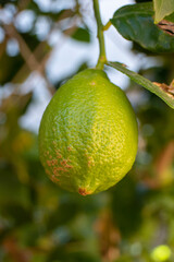 Limón madurando en el limonero