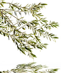 Branches d’olivier