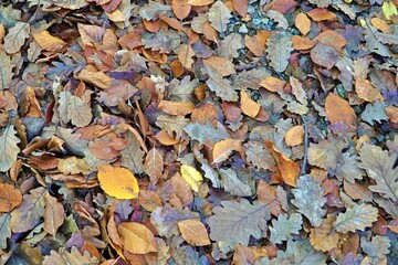 View of autumn colors in Belgrad Forest in Istanbul, Turkey.