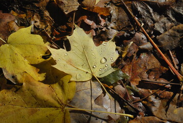 Water drops on leaf