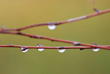 Water drops on twig