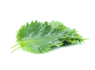 sesame leaves or perilla leaf isolated on white background