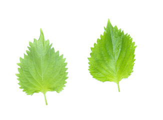 sesame leaves or perilla leaf isolated on white background