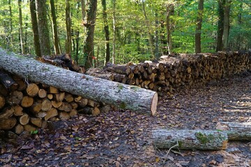 Timbers view in Belgrad Forest in Istanbul, Turkey.