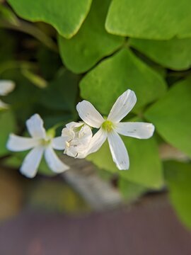 Oxalis perennial plant