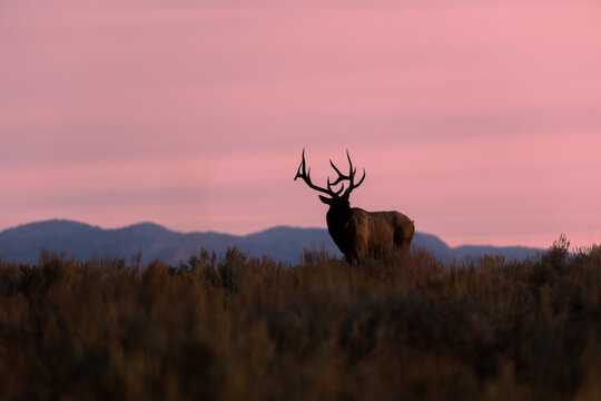 Bull Elk at Sunrise During the Fall Rut in Wyoming