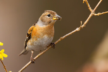 Interested brambling, fringilla montifringilla, female sitting on diagonal twig in garden during springtime. Songbird holding on branch and facing camera from front view.