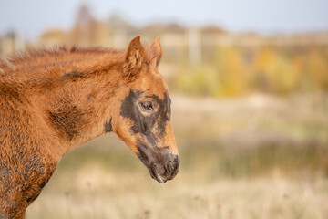 head of a brown foal against a blurred field