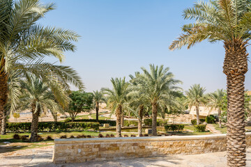 Fototapeta na wymiar Green palm trees growing in the park in the Ruins of Diraiyah, also as Dereyeh and Dariyya, a old town in Riyadh, Saudi Arabia