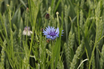 Cornflowers - Cornflowers flowers fly in any garden