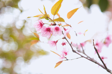 Beautiful cherry blossom or sakura in spring time over  sky