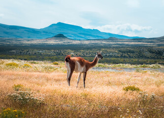 deer in the mountains